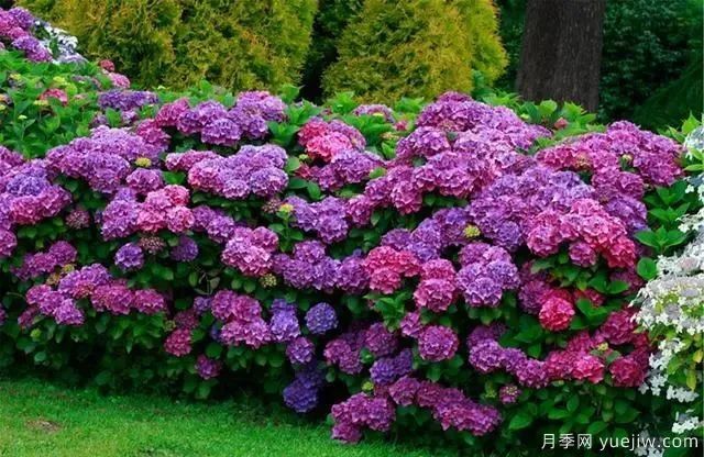 秋天不能修剪的七種花卉，容易剪掉花芽不開花！(圖2)