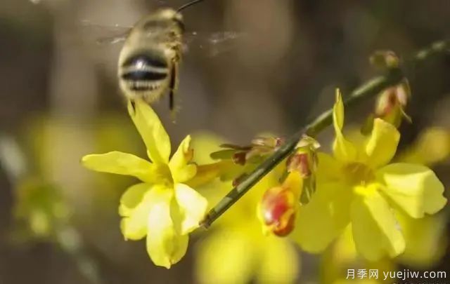 秋天不能修剪的七種花卉，容易剪掉花芽不開花！(圖3)