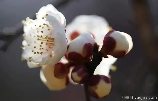 秋天不能修剪的七種花卉，容易剪掉花芽不開花！(圖4)