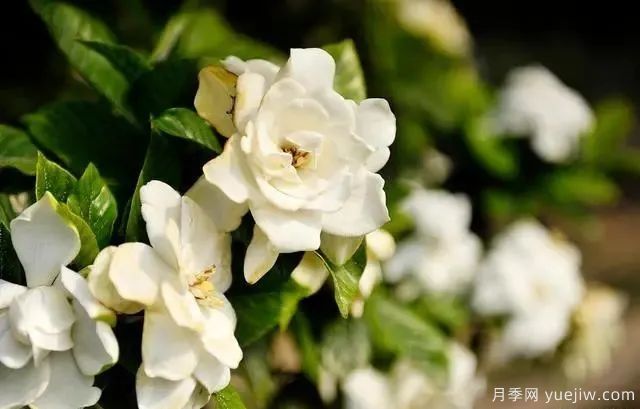 秋天不能修剪的七種花卉，容易剪掉花芽不開花！(圖5)