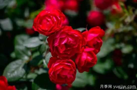 什么樣的月季比較耐陰？教你***基本的選擇技巧(圖7)