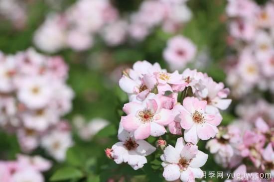 什么樣的月季比較耐陰？教你***基本的選擇技巧(圖9)