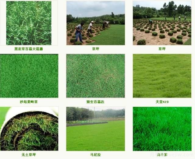 ***優(yōu)草坪品種分類和搭配運(yùn)用(圖1)