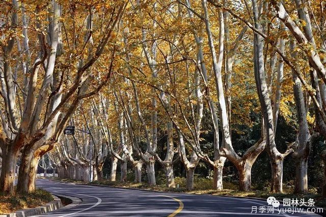 世界五大行道樹種，作為苗木人你應(yīng)當(dāng)了解！(圖2)