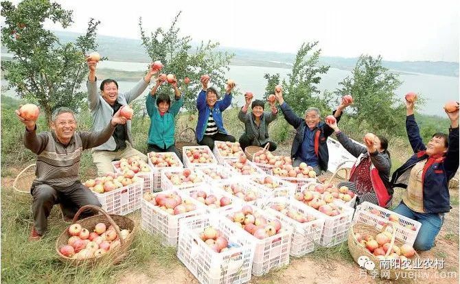 南陽(yáng)淅川：萬(wàn)畝石榴喜豐收 直播助農(nóng)甜萬(wàn)家(圖1)