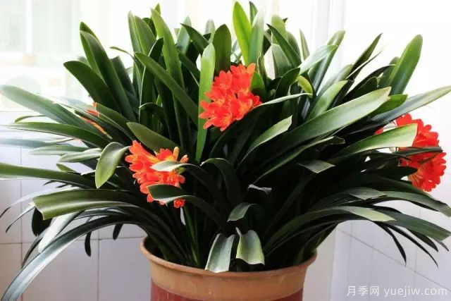 讓君子蘭快開生長的6個(gè)技巧(圖1)