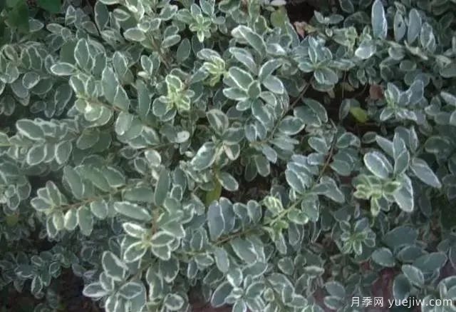 銀姬小蠟養(yǎng)殖方法和注意事項(圖1)