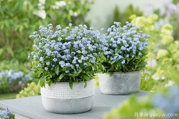 適合秋季種的什么花卉有這些，清新脫俗花量巨大(圖11)