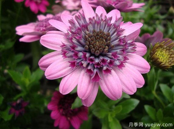 適合秋季種的什么花卉有這些，清新脫俗花量巨大(圖8)