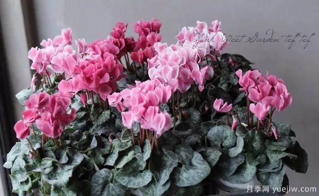適合秋季種的什么花卉有這些，清新脫俗花量巨大(圖5)