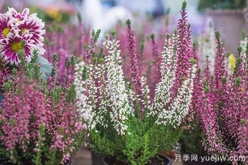 適合秋季種的什么花卉有這些，清新脫俗花量巨大(圖9)