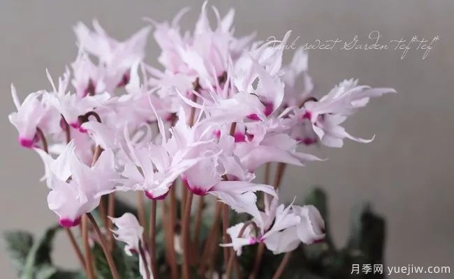 適合秋季種的什么花卉有這些，清新脫俗花量巨大(圖4)