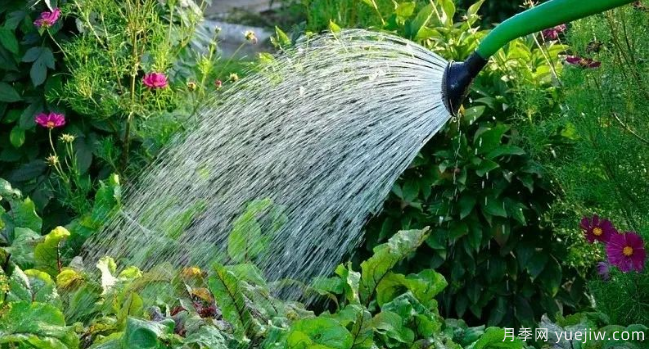 如何給園林植物澆水更合理？灌木喬木花境各有方法(圖1)