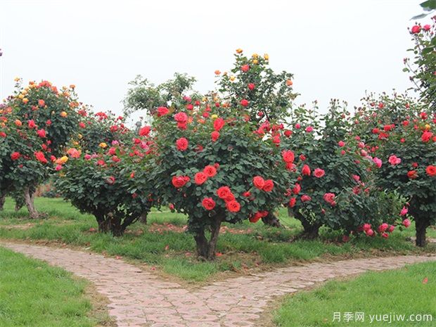植物設(shè)計(jì)師在景觀設(shè)計(jì)中的地位和角色(圖1)