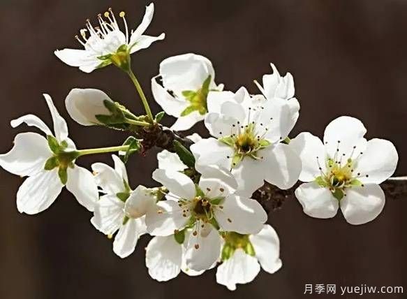 桃花，杏花，櫻花，梨花，李花，海棠花傻傻分不清？(圖11)