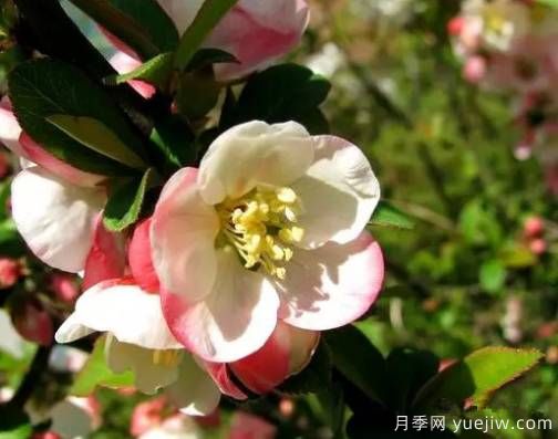 桃花，杏花，櫻花，梨花，李花，海棠花傻傻分不清？(圖16)