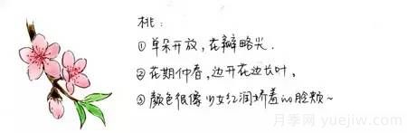 桃花，杏花，櫻花，梨花，李花，海棠花傻傻分不清？(圖1)
