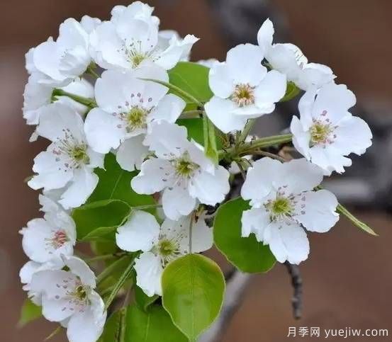 桃花，杏花，櫻花，梨花，李花，海棠花傻傻分不清？(圖10)
