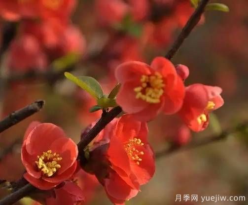 桃花，杏花，櫻花，梨花，李花，海棠花傻傻分不清？(圖15)