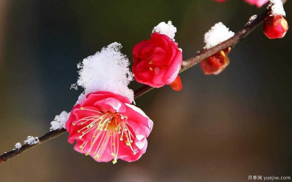 桃花，杏花，櫻花，梨花，李花，海棠花傻傻分不清？(圖9)