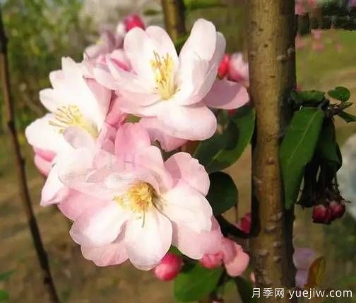 桃花，杏花，櫻花，梨花，李花，海棠花傻傻分不清？(圖13)