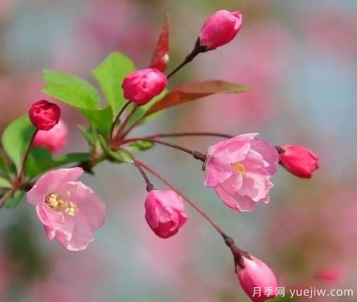 桃花，杏花，櫻花，梨花，李花，海棠花傻傻分不清？(圖14)