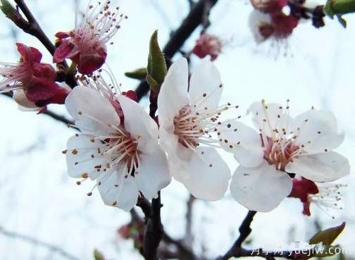 桃花，杏花，櫻花，梨花，李花，海棠花傻傻分不清？(圖12)