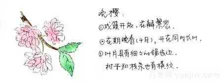 桃花，杏花，櫻花，梨花，李花，海棠花傻傻分不清？(圖6)