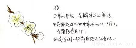 桃花，杏花，櫻花，梨花，李花，海棠花傻傻分不清？(圖4)