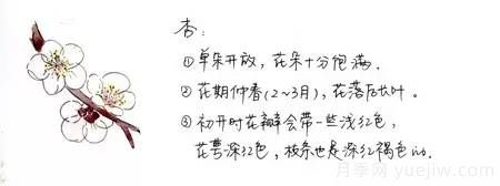 桃花，杏花，櫻花，梨花，李花，海棠花傻傻分不清？(圖5)