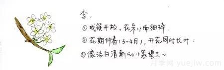 桃花，杏花，櫻花，梨花，李花，海棠花傻傻分不清？(圖2)