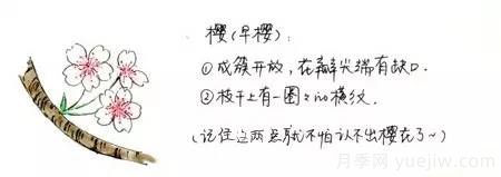 桃花，杏花，櫻花，梨花，李花，海棠花傻傻分不清？(圖7)