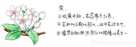 桃花，杏花，櫻花，梨花，李花，海棠花傻傻分不清？(圖3)