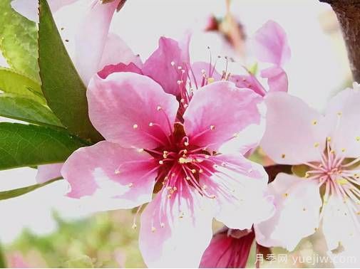 桃花，杏花，櫻花，梨花，李花，海棠花傻傻分不清？(圖8)