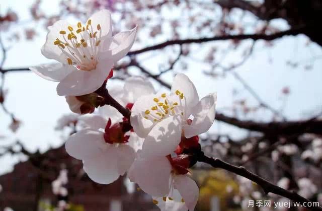 桃花，杏花，櫻花，梨花，李花，海棠花傻傻分不清？(圖20)
