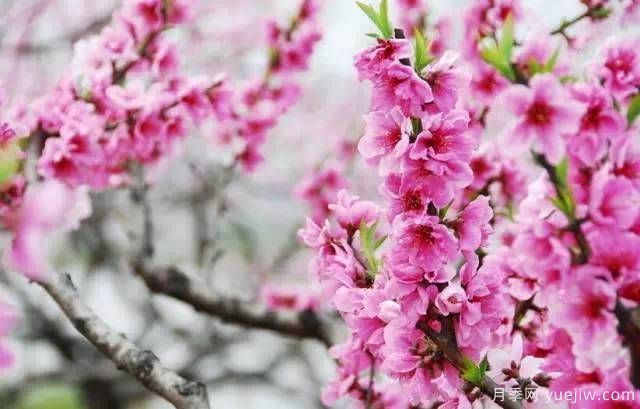 桃花，杏花，櫻花，梨花，李花，海棠花傻傻分不清？(圖19)