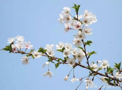 桃花，杏花，櫻花，梨花，李花，海棠花傻傻分不清？(圖17)