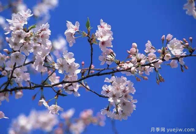 桃花，杏花，櫻花，梨花，李花，海棠花傻傻分不清？(圖21)
