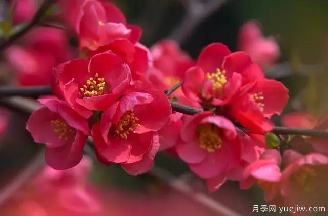 桃花，杏花，櫻花，梨花，李花，海棠花傻傻分不清？(圖24)