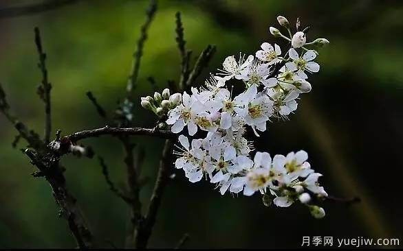 桃花，杏花，櫻花，梨花，李花，海棠花傻傻分不清？(圖22)