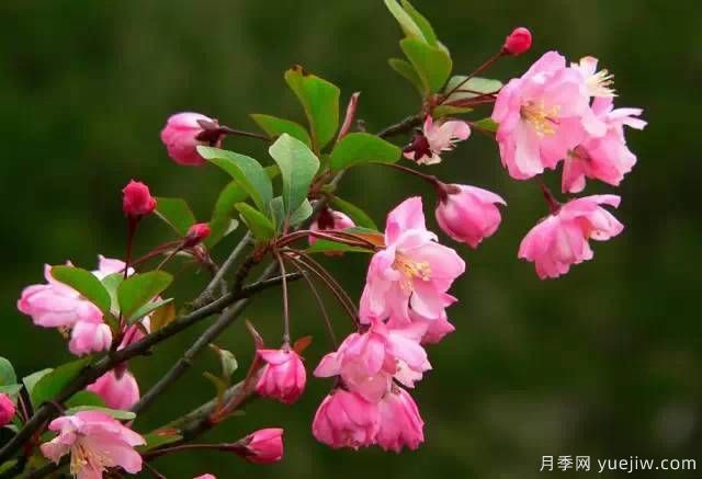 桃花，杏花，櫻花，梨花，李花，海棠花傻傻分不清？(圖23)