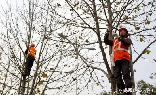 12月份園林養(yǎng)護(hù)如何做，才能給全年養(yǎng)護(hù)做個(gè)好結(jié)尾(圖2)