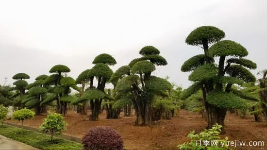 當(dāng)前綠化市場上火熱的造型樹(圖2)