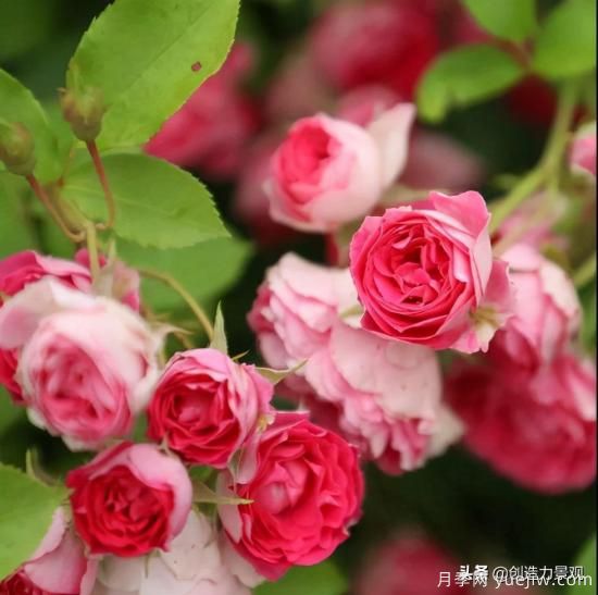 分享15個(gè)浪漫又美麗的月季品種，詩意醉人(圖5)