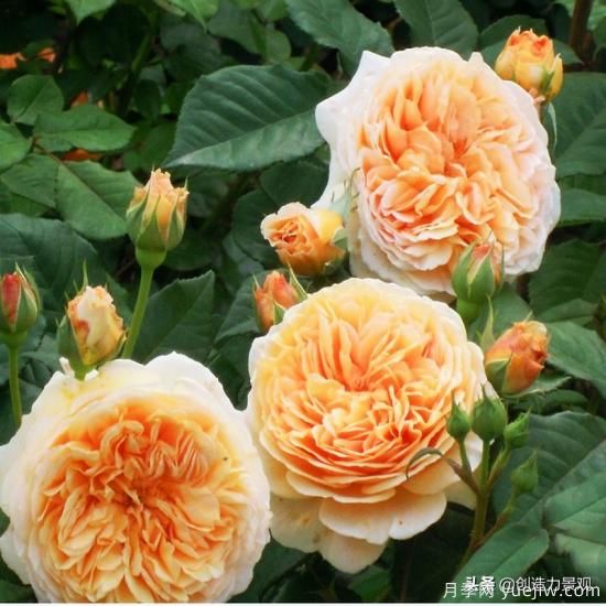 分享15個(gè)浪漫又美麗的月季品種，詩意醉人(圖6)