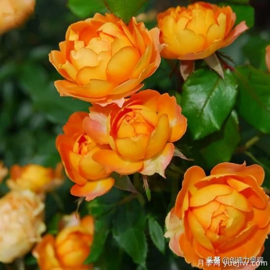 分享15個(gè)浪漫又美麗的月季品種，詩意醉人(圖7)