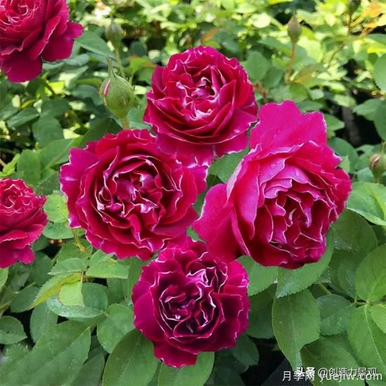 分享15個(gè)浪漫又美麗的月季品種，詩意醉人(圖8)
