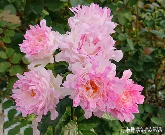 分享15個(gè)浪漫又美麗的月季品種，詩意醉人(圖10)