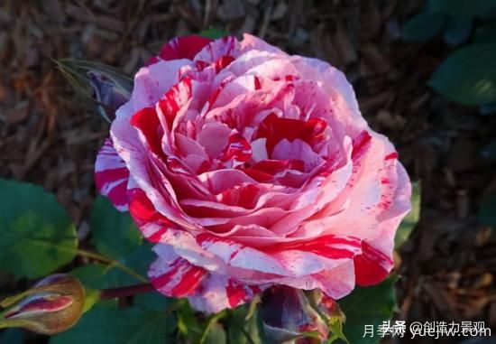分享15個(gè)浪漫又美麗的月季品種，詩意醉人(圖11)