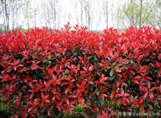 如何區(qū)分紅葉石楠品種？(圖1)